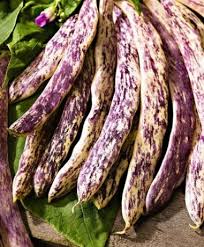 Meraviglia del Piemonte – Bean Seed