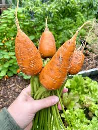 Caracas – Carrot Seed