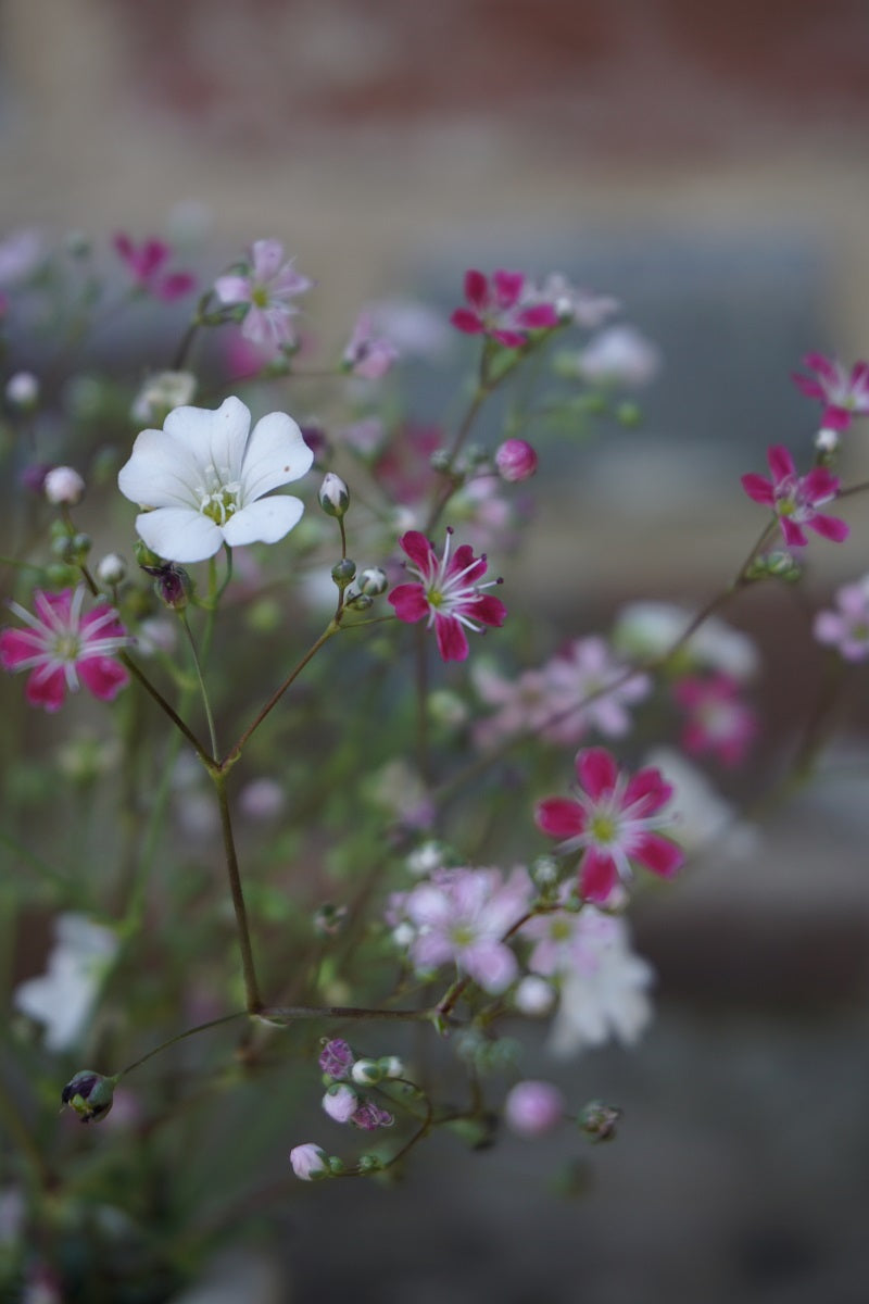 Gypsophila- Elegans Mixed