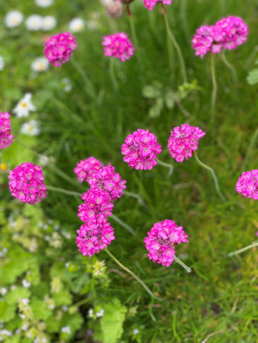 Organic Heirloom Non-GMO Pink Splendens Sea Seeds for Planting – Fresh Vibrant Blooms