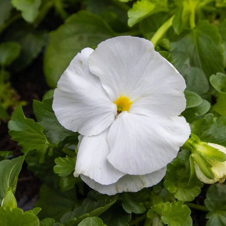 Heirloom White Pansy Flower Seeds for Planting, Non-GMO, Organic, Fresh and Vibrant Blooms