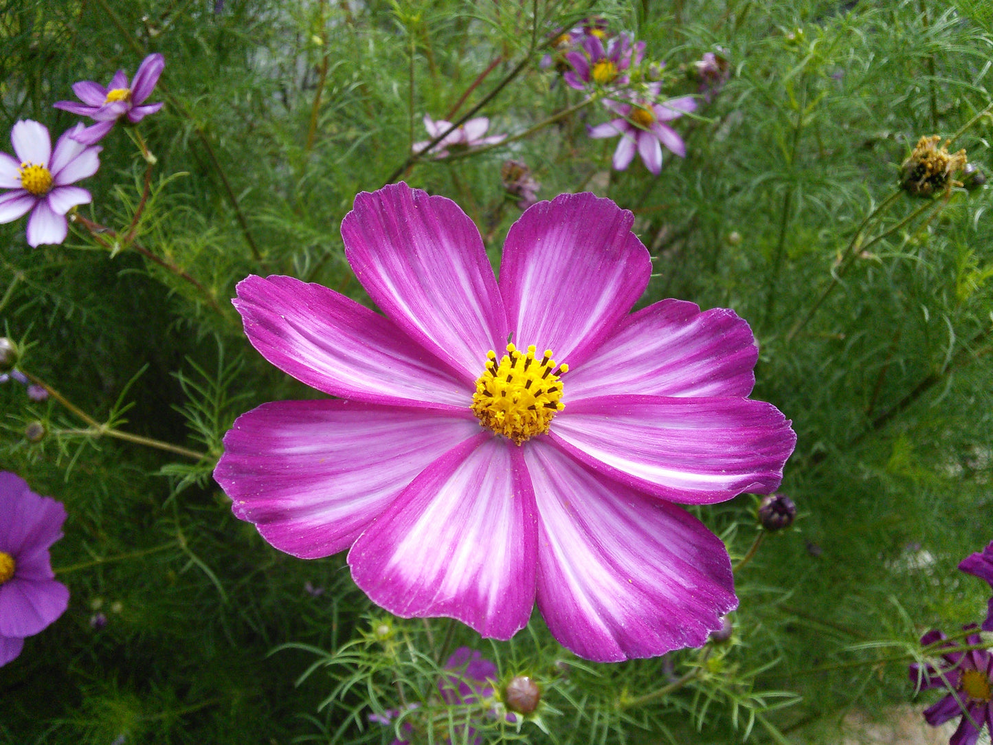 Cosmos- Candy Stripe