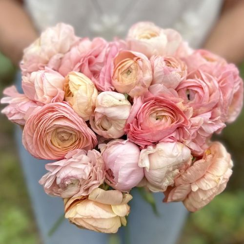 Ranunculus- Elegance Rosa 159-14