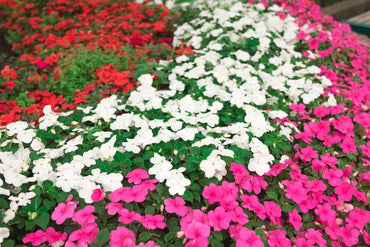 Heirloom Impatiens Seeds – Non-GMO Flower Seeds for Planting