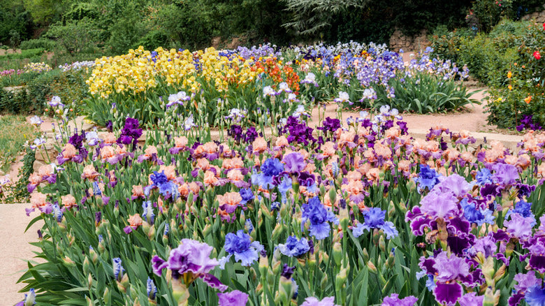 Twilight Splendour Bearded Iris Mixture Seeds