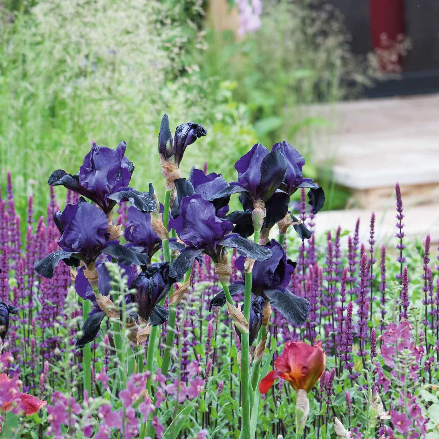Superstition Bearded Iris Seeds