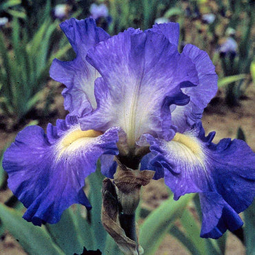 City Lights Reblooming Bearded Iris