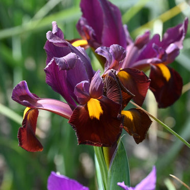 Dutch Iris- Red Ember