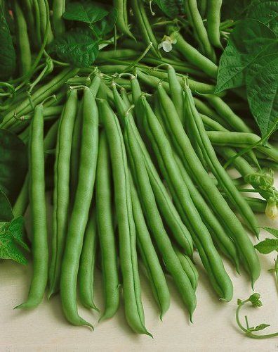 France Beans Hybrid Vegetable Seeds