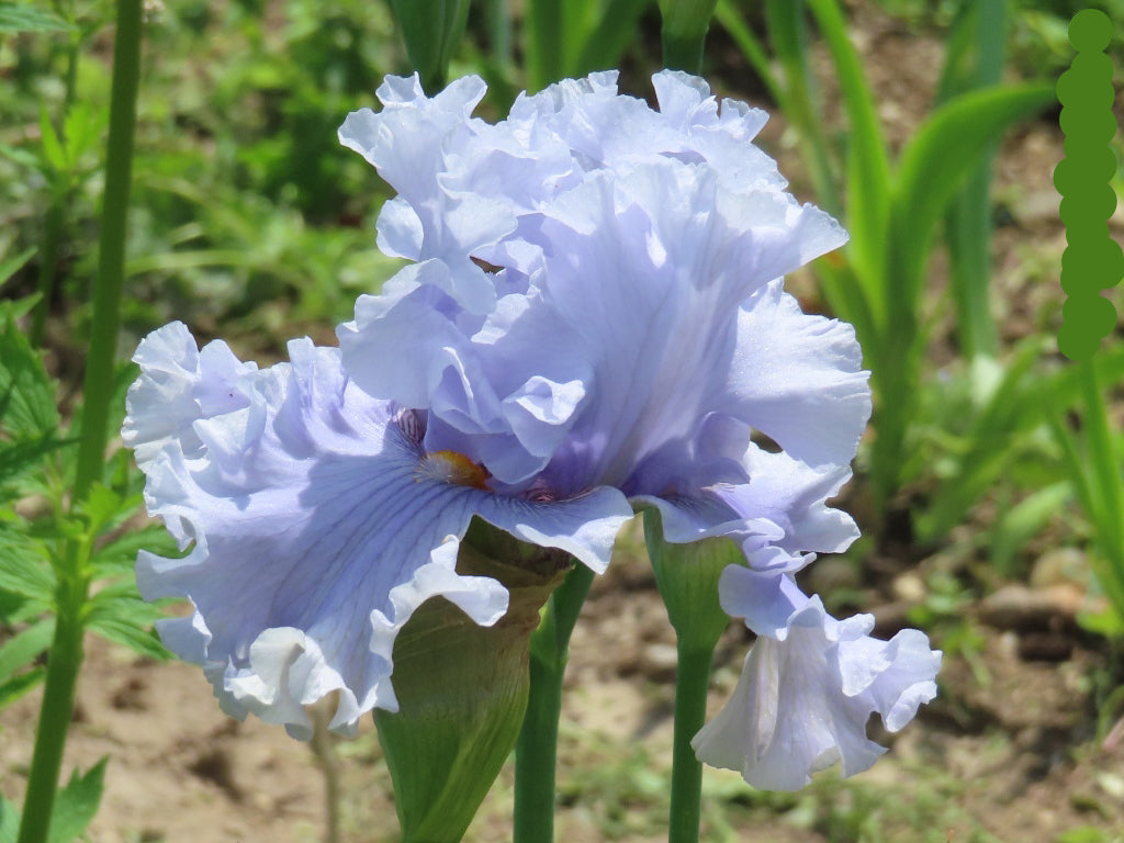 Platinum Passion Bearded Iris Seeds