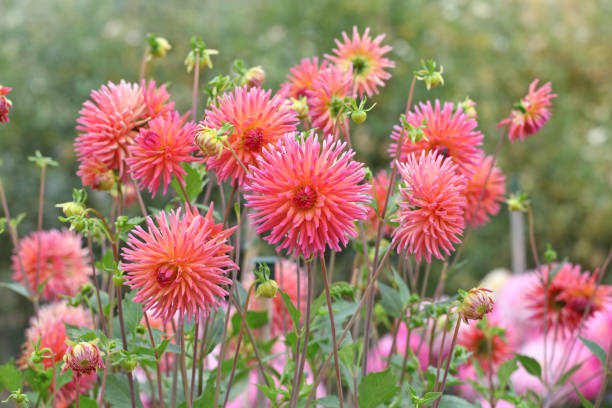 Beautiful large semi cactus Dahlia Flower Seeds for Planting – Non-GMO, Heirloom Garden Seeds