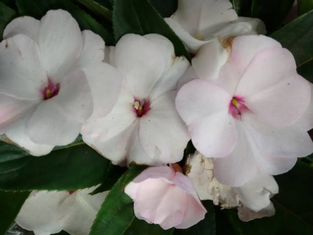 Heirloom Non-GMO Impatiens Balsamine Flower Seeds for Planting – Bright Annual Garden Blooms