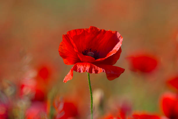 Poppy- Flanders