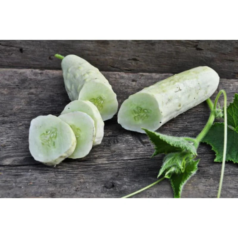 Itachi – Cucumber Seed