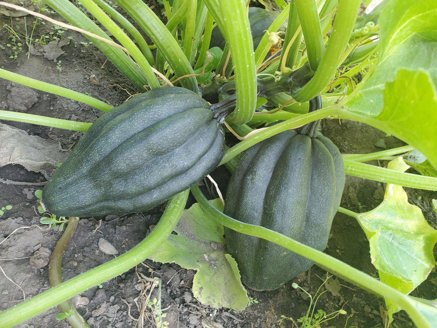 Winter Squash- Table Gem Bush