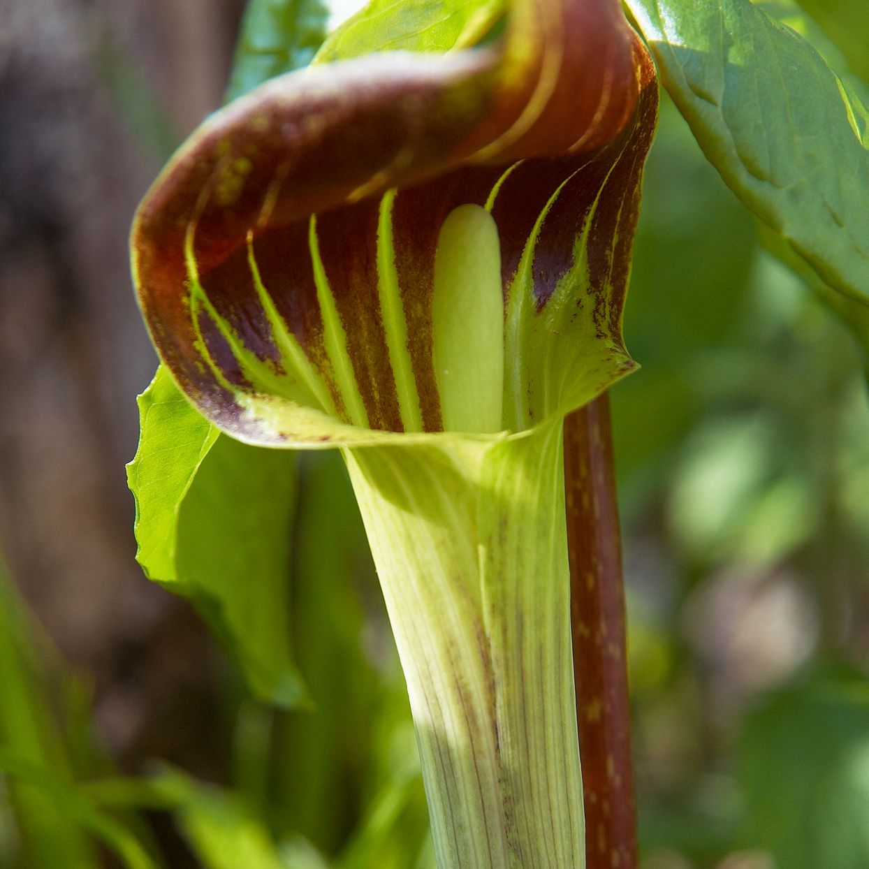 Jack in the Pulpit