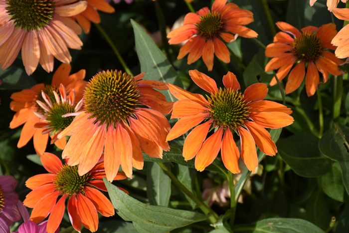 Orange Echinacea Flower Seeds for Planting - To attract Pollinators and Bees, Heirloom Seeds