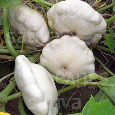 Squash Patisson White Vegetable Seeds for Planting – Non-GMO, Heirloom Garden Seeds for Your Garden