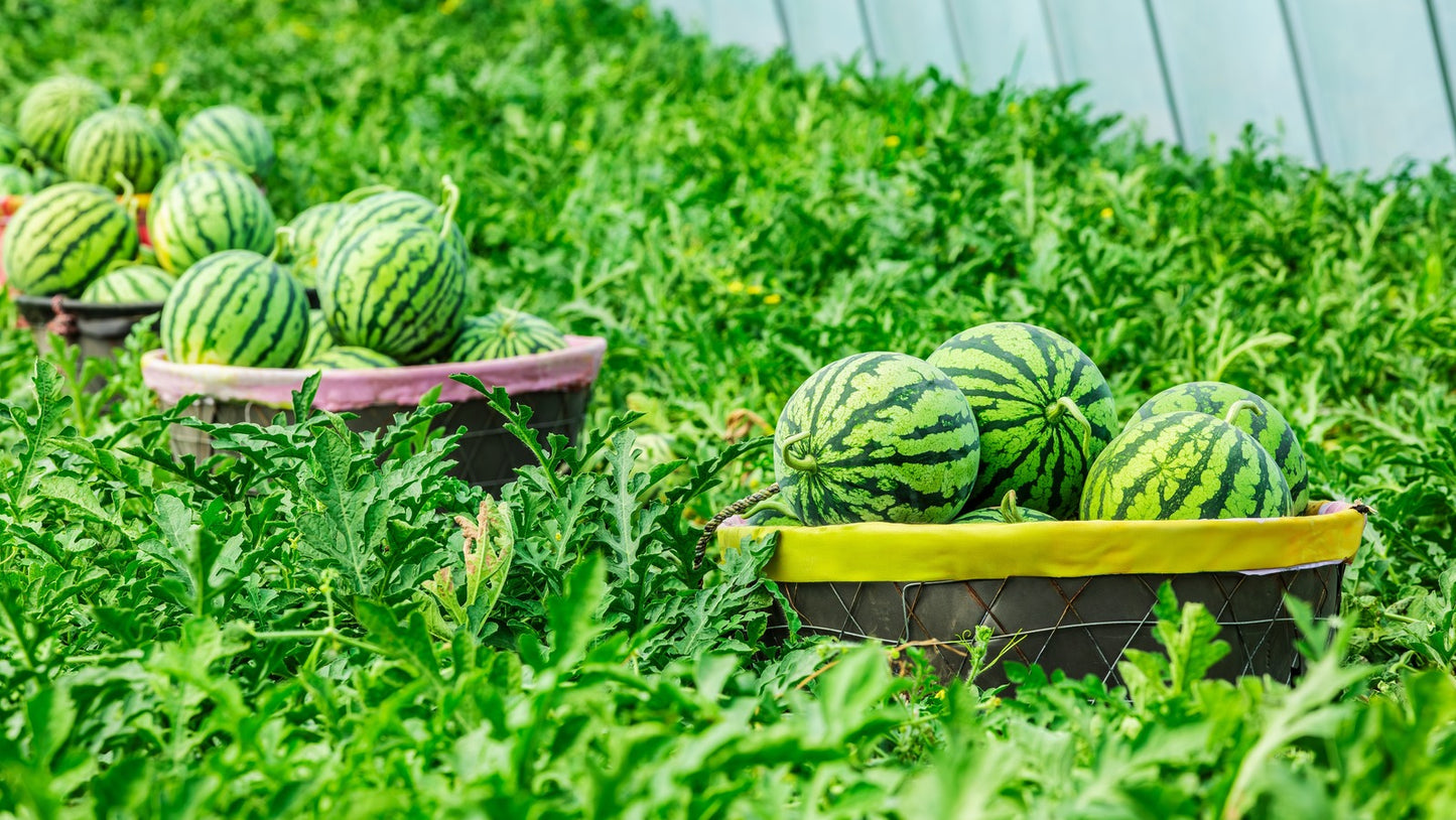 Farmers Wonderful – Watermelon Seed