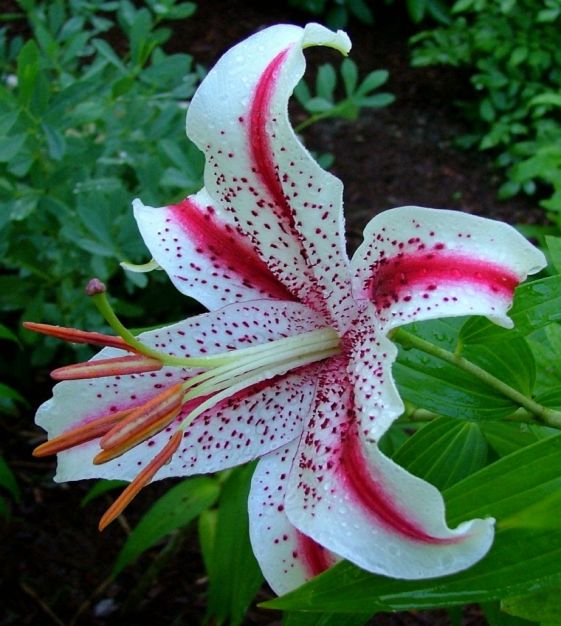 Dizzy Oriental Lily Seeds
