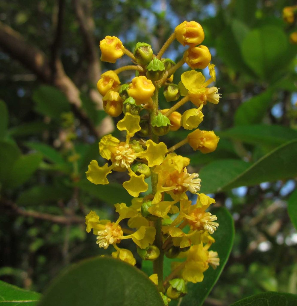 Byrsonima Crassifolia Flower Seeds – Heirloom Non-GMO Seeds for Garden Planting