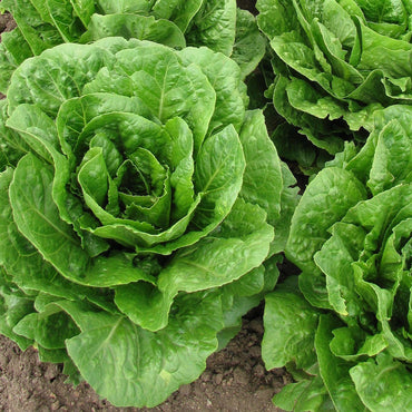 Lettuce Seeds