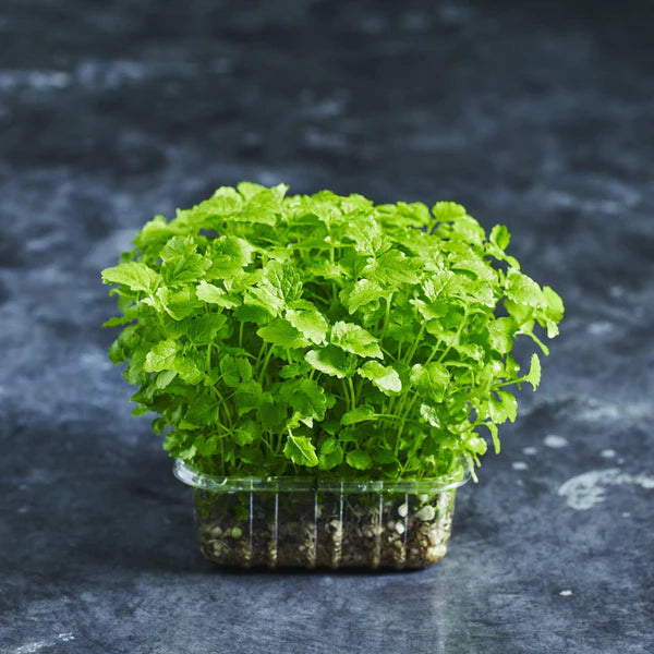 Chervil – Microgreen Seed