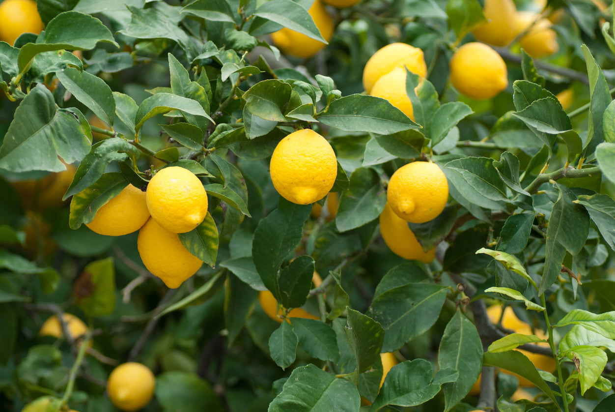 Rough Lemon Seeds