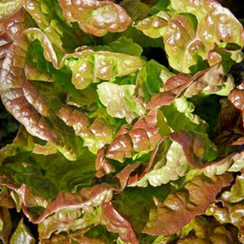 Lettuce- Mignonette Brown