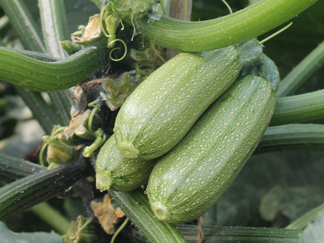 Mexicana – Organic Zucchini Squash Seed