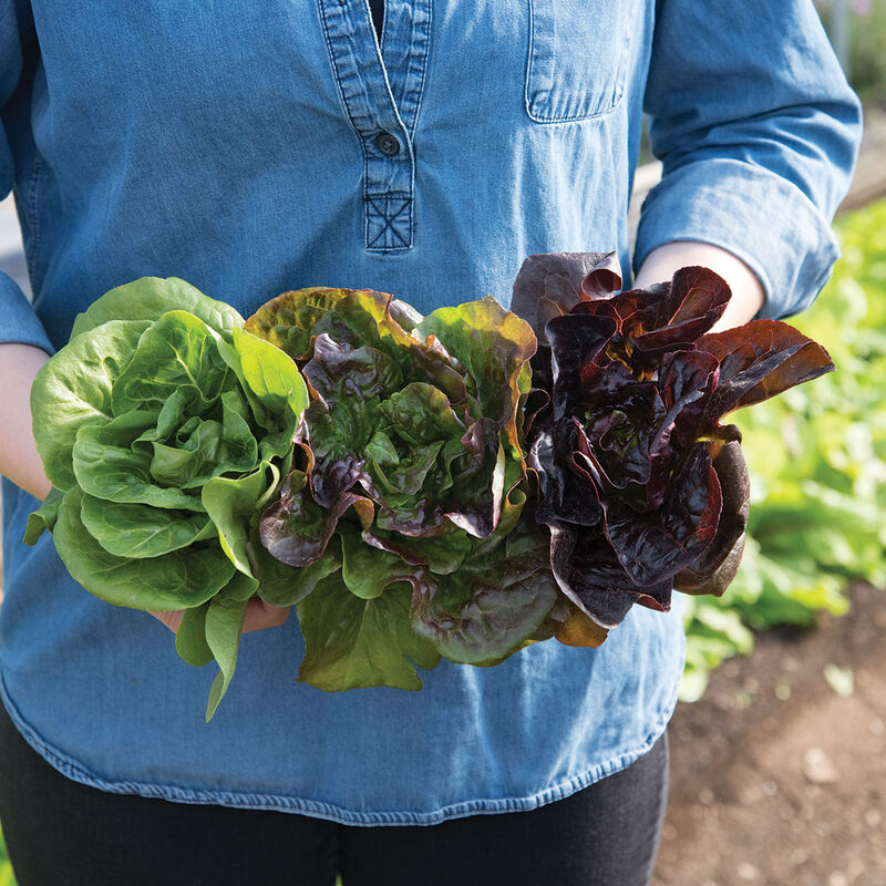 Little Gem-Type Trio – Bibb Lettuce Varieties