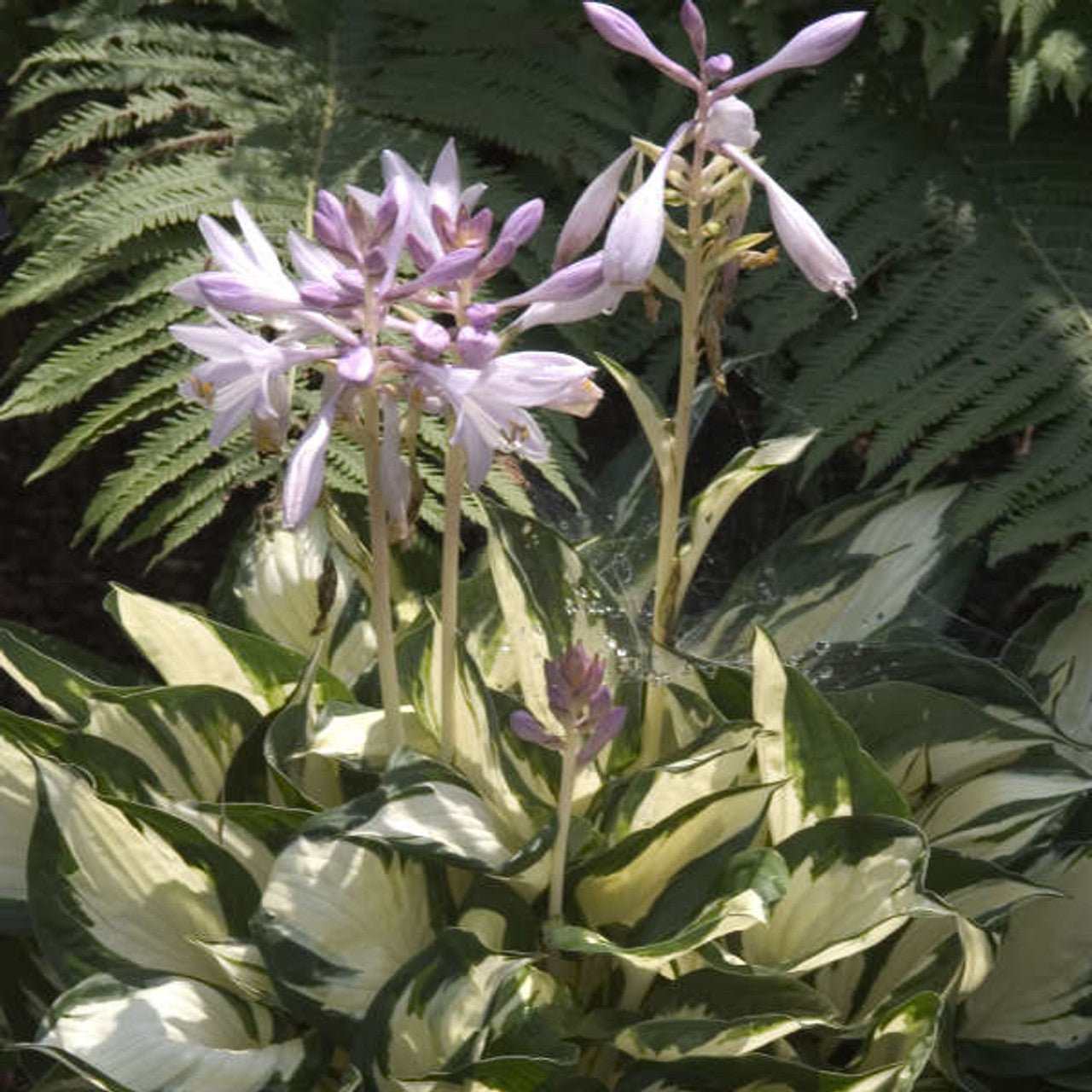 Loyalist Hosta