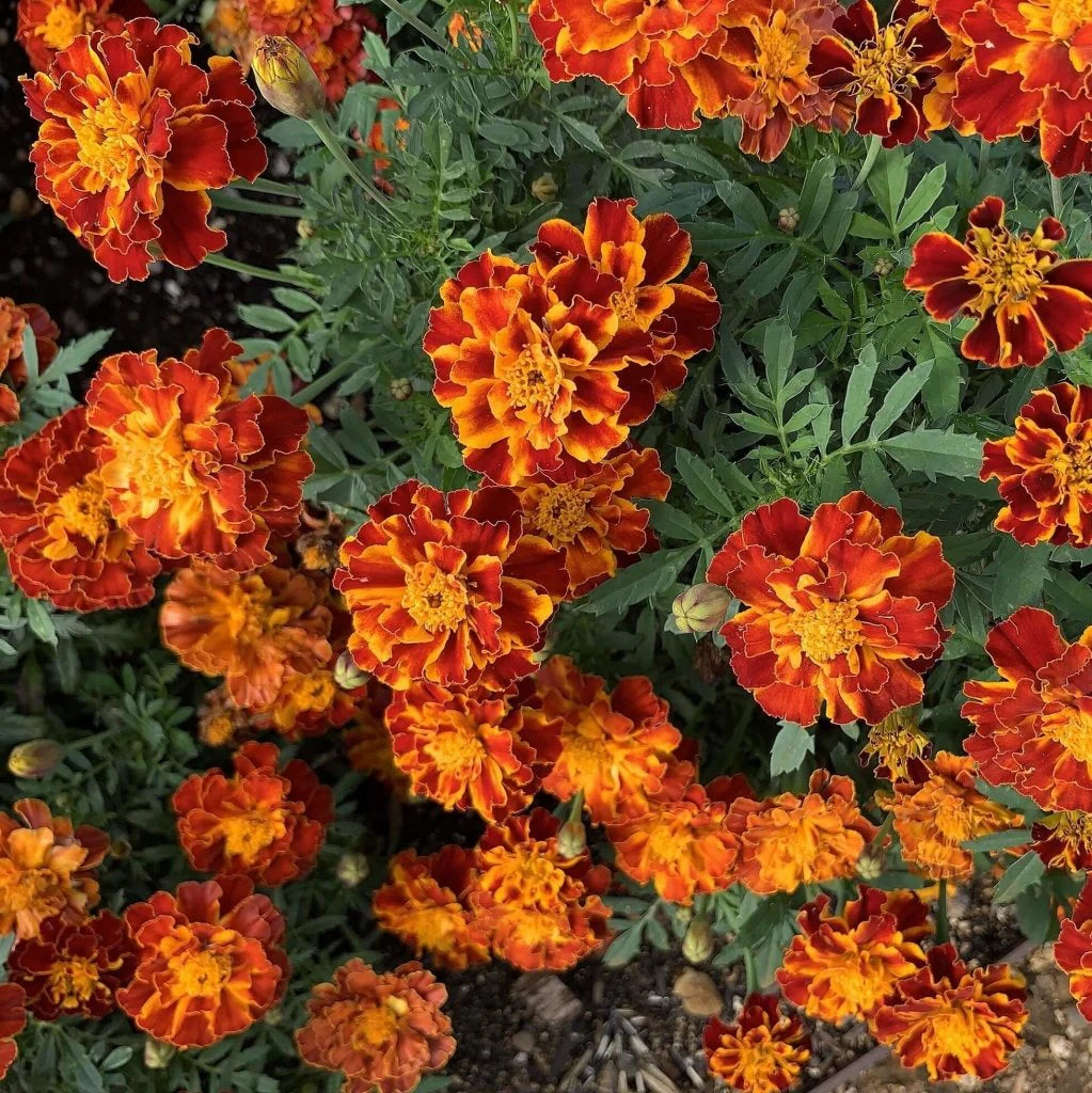 Marigold, French- Bonita Mix