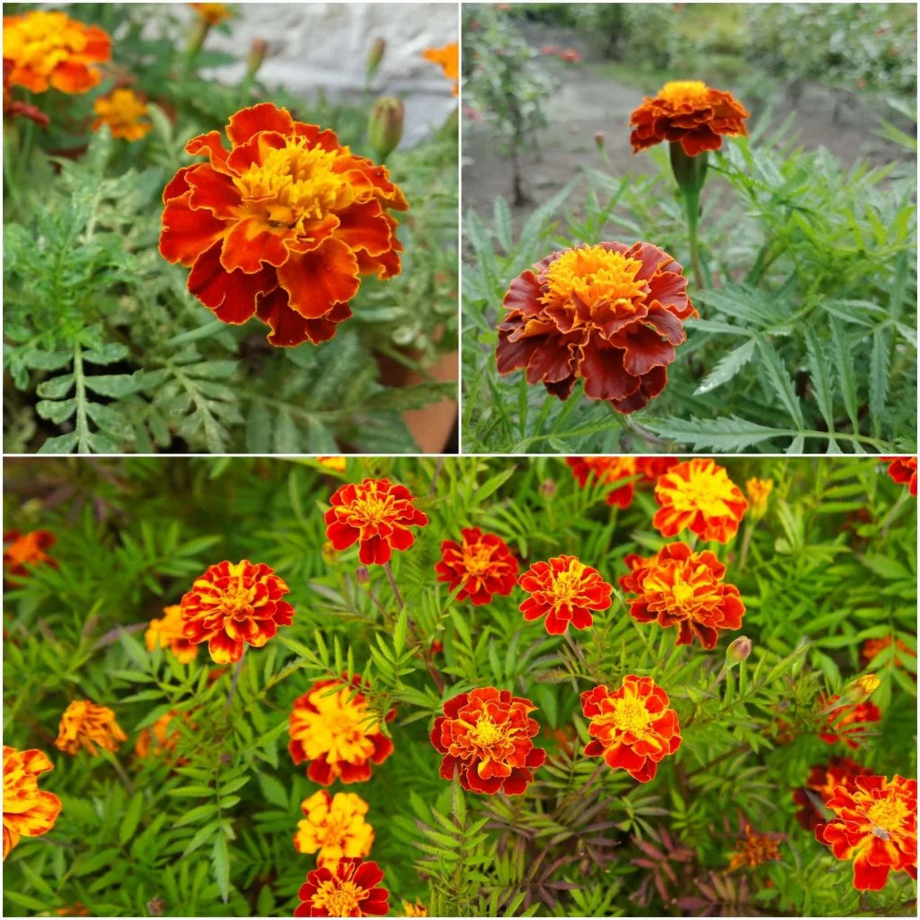 Marigold, French- Petite Harmony