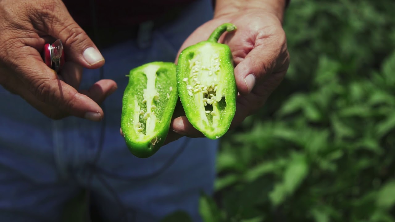 PS11435807 – Jalapeño Pepper Seed