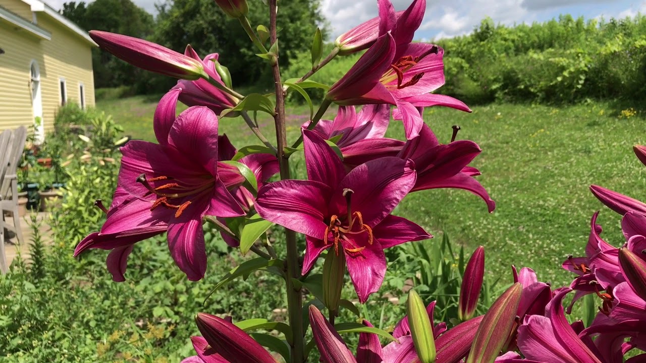 Purple Prince Lily Tree