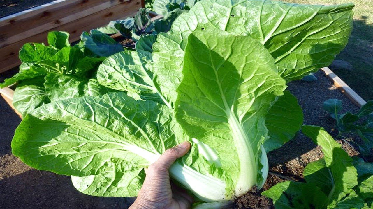 Rubicon – Chinese Cabbage Seed