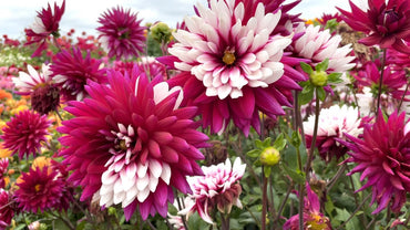 Rebecca's World Dahlia
