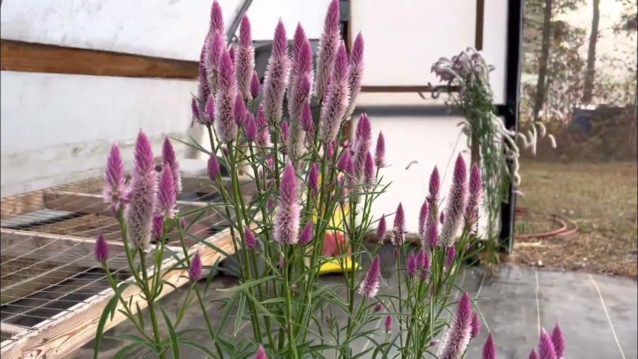 Celosia- Flamingo Feather