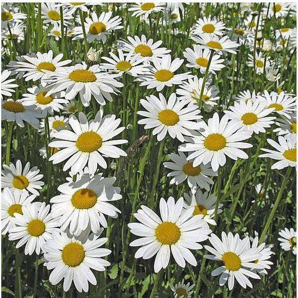 Chrysanthemum- May Queen