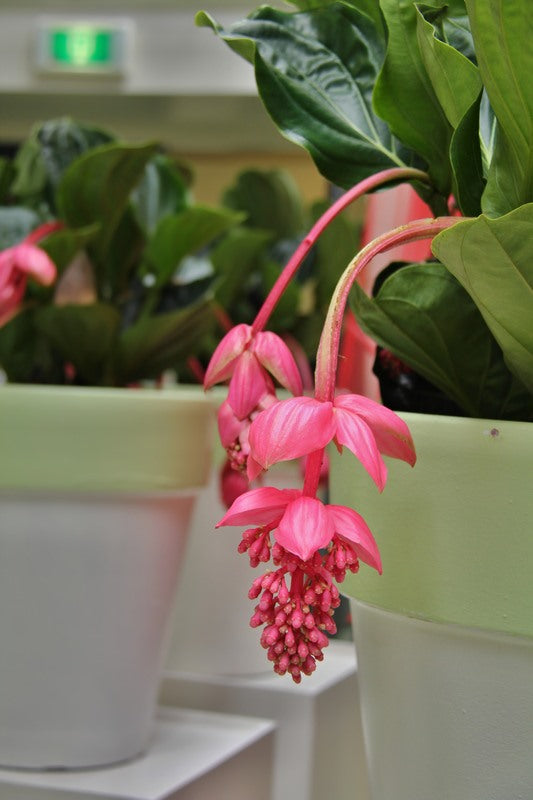 Heirloom Non-GMO Chandelier Plant Seeds for Planting – Unique Succulent Garden Seeds