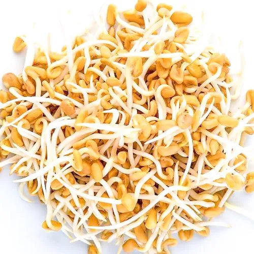 Fenugreek – Organic Sprouting Seeds