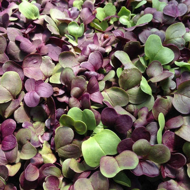 Radish, Confetti Mix – Organic Microgreen Seed