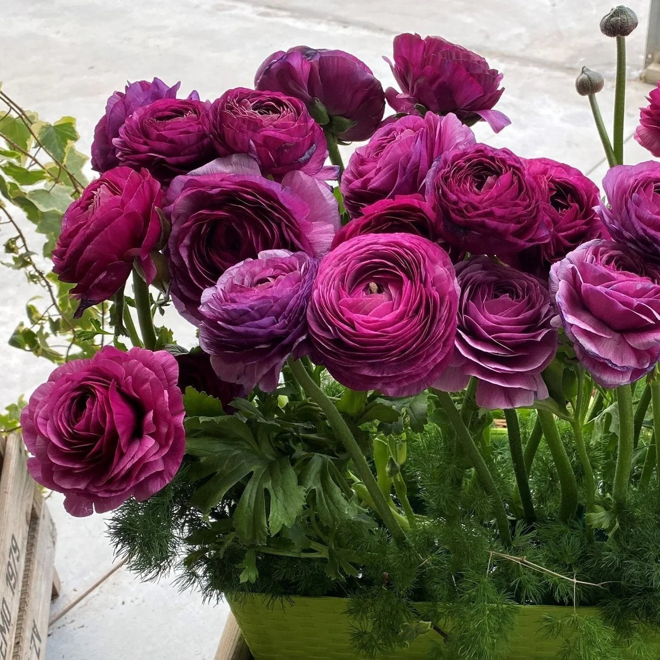 Ranunculus- Florentine Burgundy (Corm)