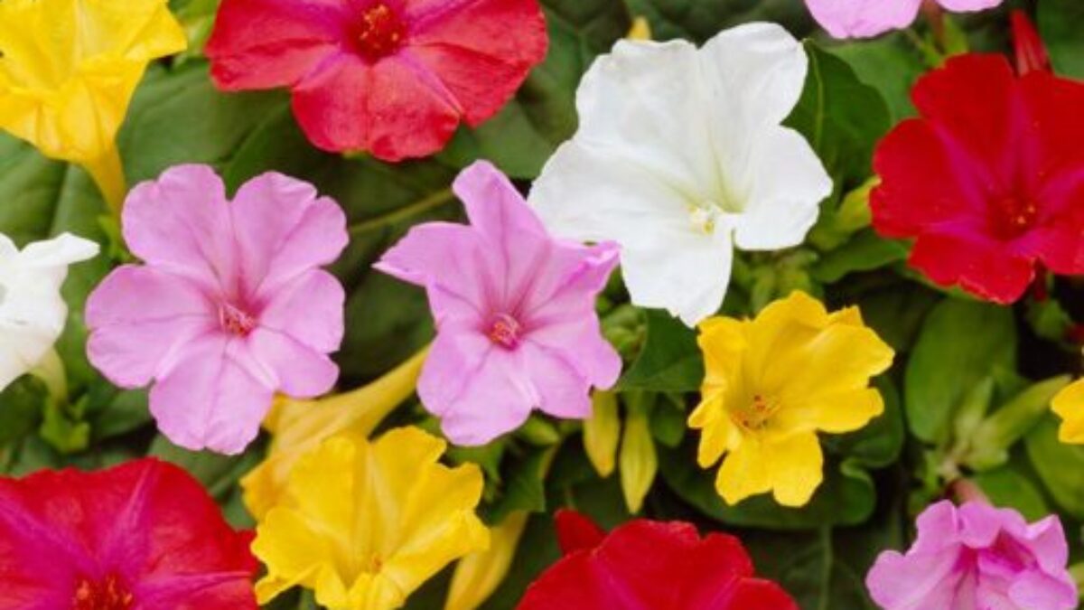 Four O'Clocks- Tall Mix