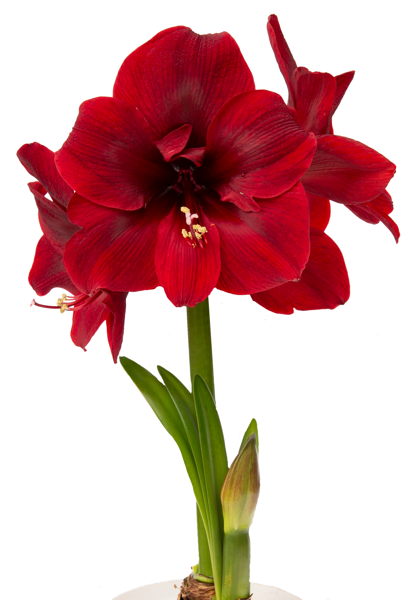 Red Pearl Amaryllis Seeds