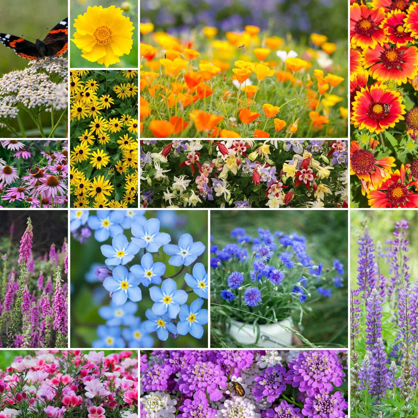 Deer Resistant Wildflower Seed Mix – Heirloom Seeds