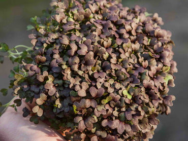 Mizuna, Red Flash – Microgreen Seed