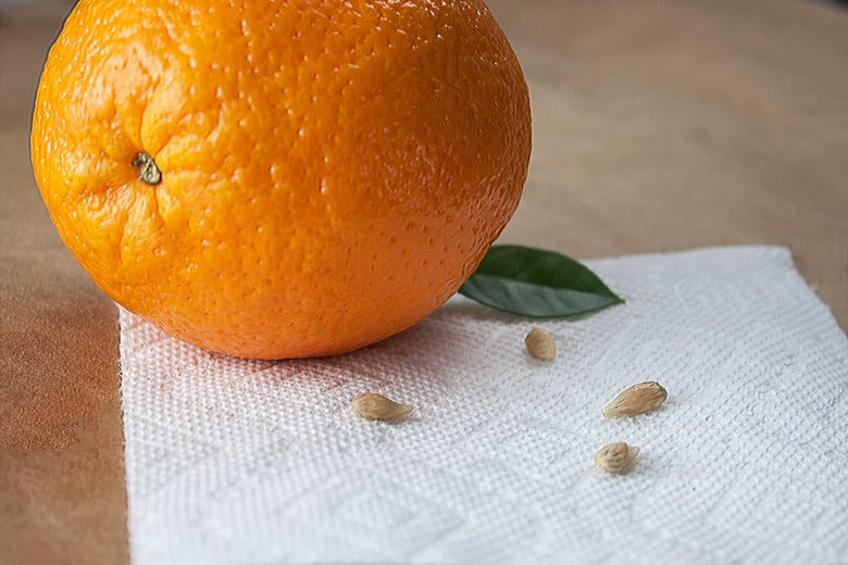 Orange Seeds