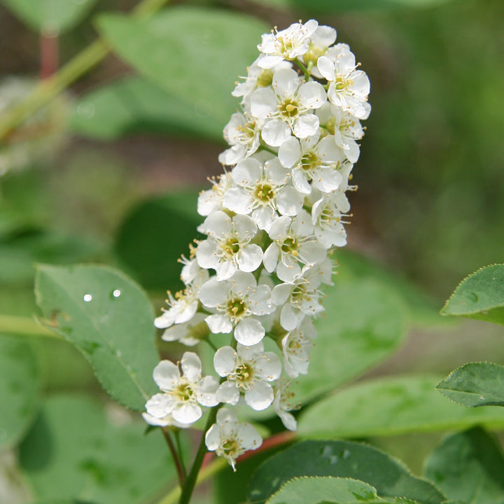 Heirloom Non-GMO Verbena Chokecherry Flower Seeds for Planting – Pollinator-Friendly Blooms